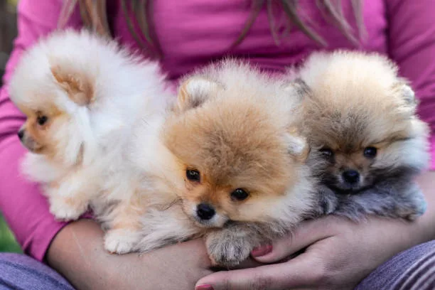  chihuahua pomeranian mix puppies Celebrate Seductive