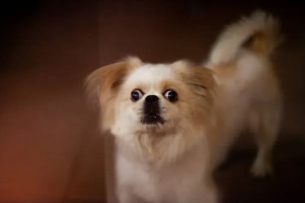  chihuahua pomeranian mix puppies Order Unique