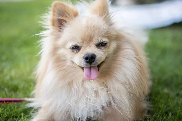 Chihuahua pomeranian mix short hair Order Satisfying