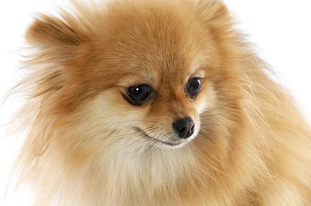 Chihuahua pomeranian mix short hair Discover Balancing