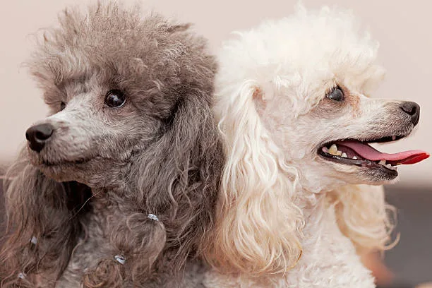  chihuahua poodle mix Health and Longevity Concerns