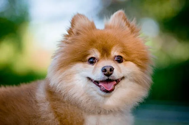 chihuahua poodle pomeranian mix Indulge Flavorful