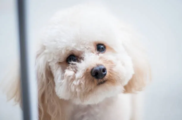  chihuahua poodle shih tzu mix Adoption Tips and Considerations