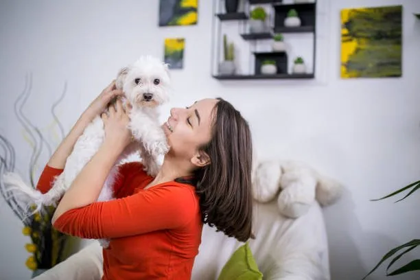 chihuahua poodle shih tzu mix Indulge Flavorful