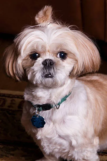  chihuahua poodle shih tzu mix The Synergy of Mixed Breed Traits: Advantages and Grooming Demands