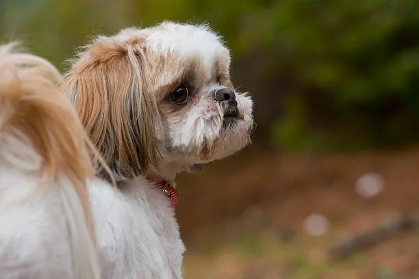  chihuahua poodle shih tzu mix Evaluating the Compatibility of a Chi-Poo-Shih in Various Living Environments