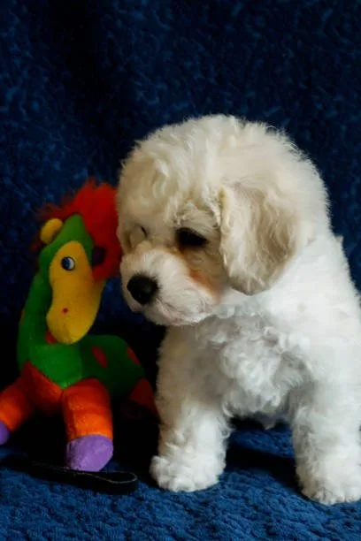  chihuahua poodle shih tzu mix Discover Seductive