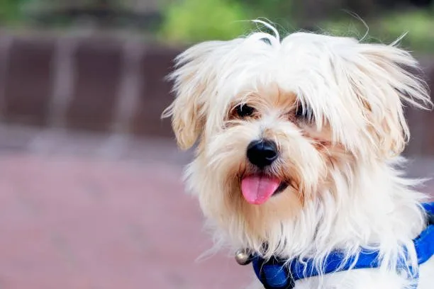 Chihuahua poodle terrier mix Grooming and Care