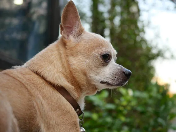 Chihuahua poodle terrier mix Integrating Chihuahua Mixed Breeds into Family Life