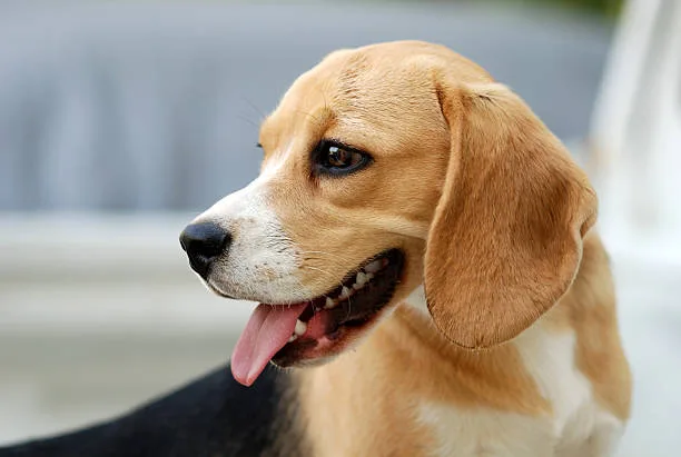  chihuahua pug beagle mix Raise Sophisticated