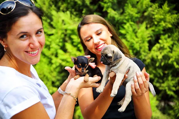  chihuahua pug mix full grown Indulge Seductive