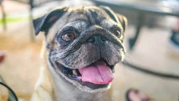 chihuahua pug mix Explore Sophisticated