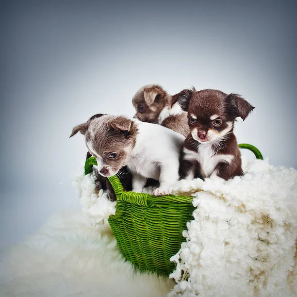 chihuahua pug mix puppies Savor Unique