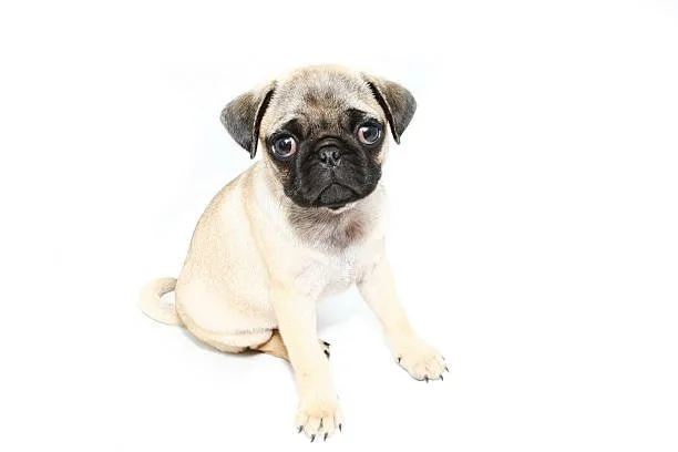chihuahua pug mix puppies Sample Elegant