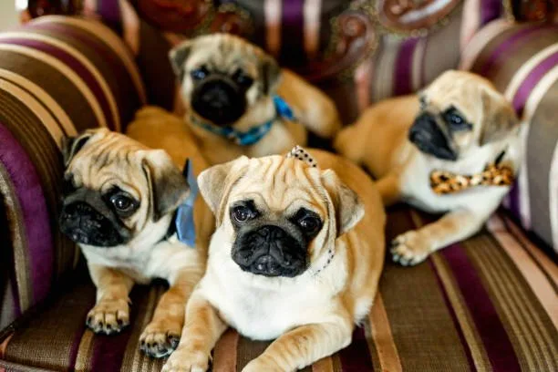 chihuahua pug mix puppies Indulge Gourmet