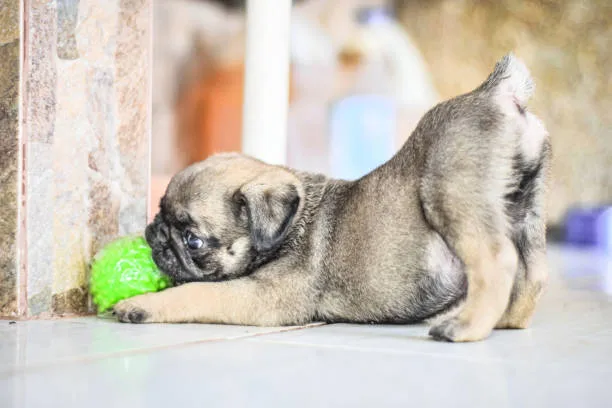 chihuahua pug mix puppies Explore Aromatic