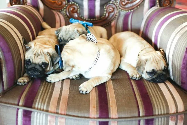  chihuahua pug mix Satisfy Sumptuous