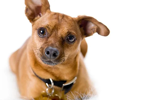 chihuahua rottweiler mix size Living with a Chihuahua Rottweiler Mix