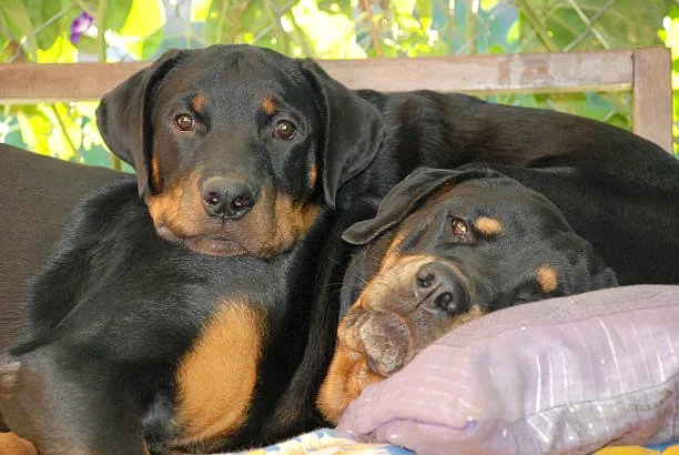 chihuahua rottweiler mix size Importance of Size for Potential Owners