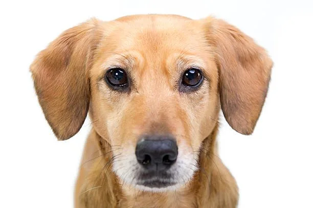 chihuahua rottweiler mix size Health Considerations Related to Size