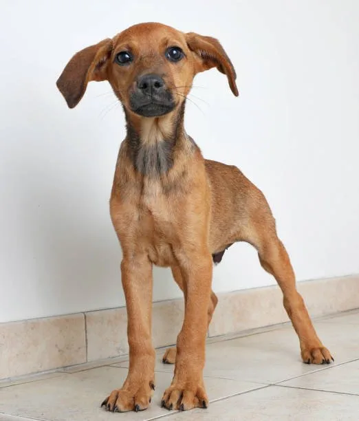 chihuahua rottweiler mix size Factors Influencing the Chihuahua Rottweiler Mix Size
