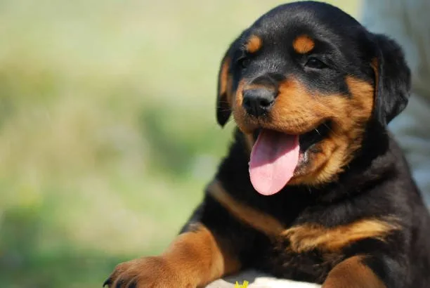 chihuahua rottweiler mix size The Living Environment: Adapting to Compact Companions