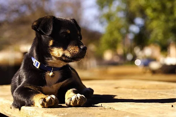 chihuahua rottweiler mix size The Growth Process of a Chihuahua Rottweiler Mix