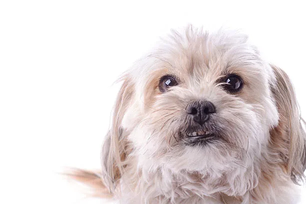  chihuahua shih tzu mix Imbibe Colorful
