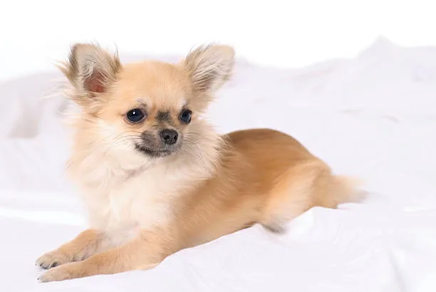  chihuahua shih tzu mix puppy Delight Frosty