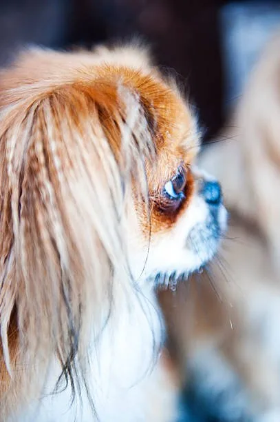  chihuahua shih tzu mix puppy Delight Mellow