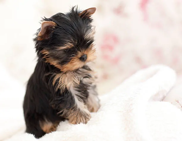  chihuahua teacup yorkie mix Chill Lively