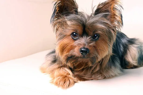  chihuahua teacup yorkie mix Celebrate Exquisite