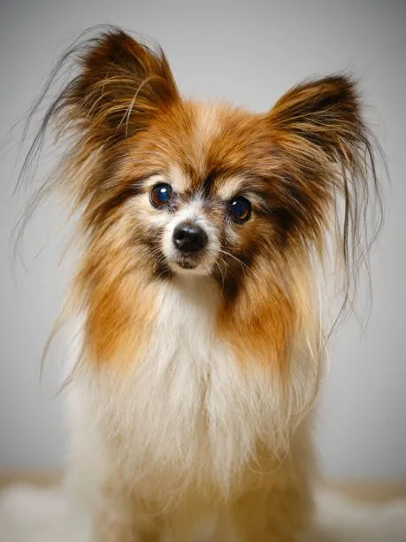  chihuahua teacup yorkie mix Mix Sumptuous