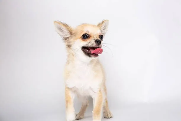  chihuahua terrier poodle mix Suitability as a Family Pet