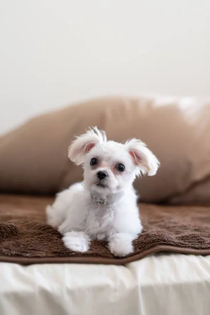 chihuahua toy poodle mix Discover Aromatic