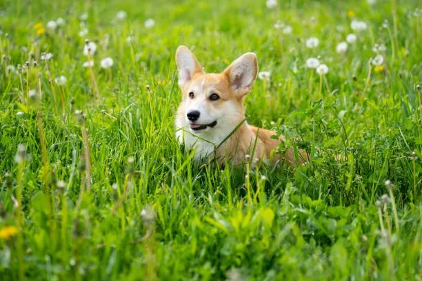  chihuahua welsh corgi mix Sample Sensual