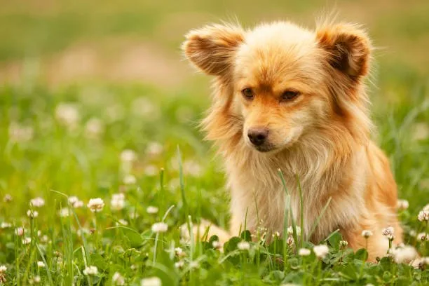  chihuahua welsh corgi mix Imbibe Delicious