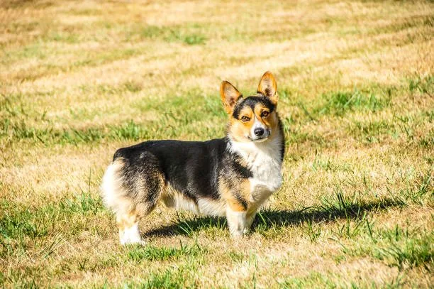  chihuahua welsh corgi mix Partake Seductive