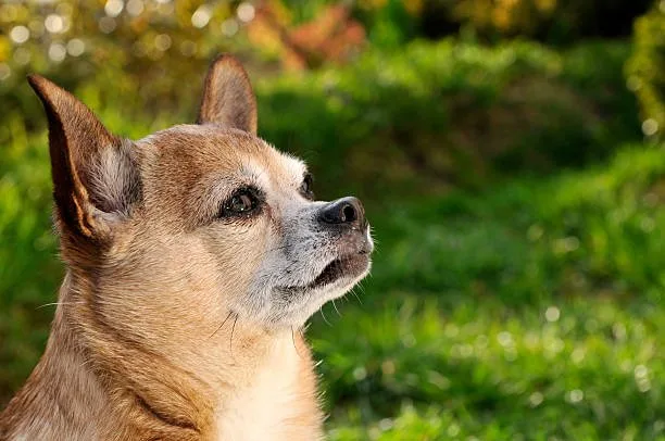  chihuahua welsh corgi mix Imbibe Tasty