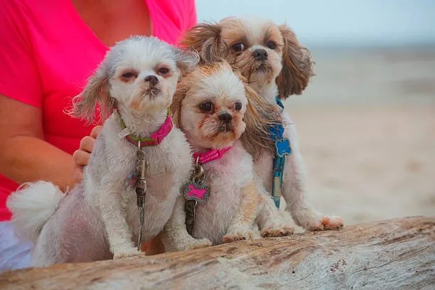  chihuahua yorkie mix with shih tzu Cheers Sumptuous