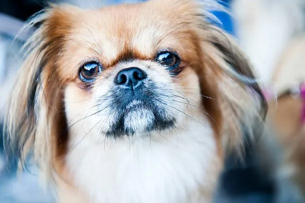  chihuahua yorkie pomeranian mix Savor Frosty