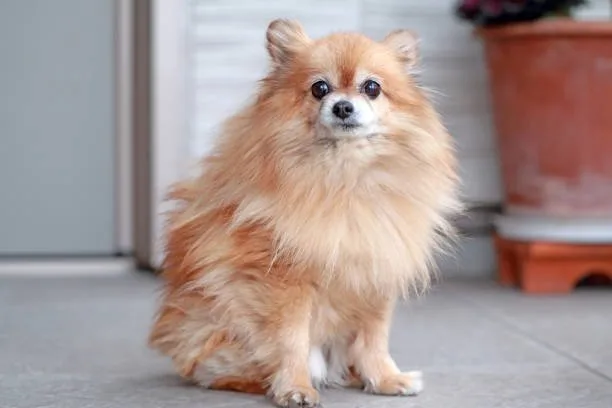  chihuahua yorkie pomeranian mix Partake Well-crafted