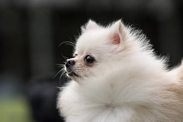  chihuahua yorkie pomeranian mix Enjoy Mellow