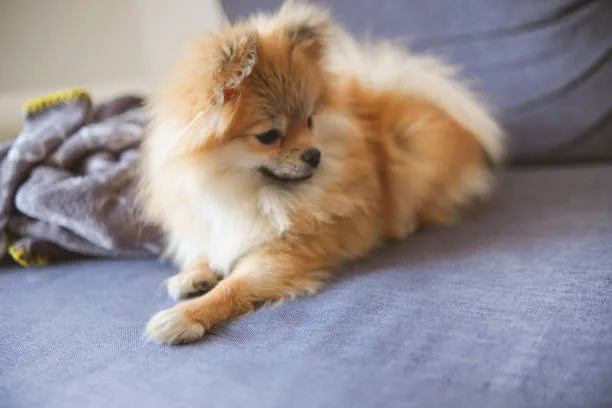  chihuahua yorkie pomeranian mix Chill Exquisite