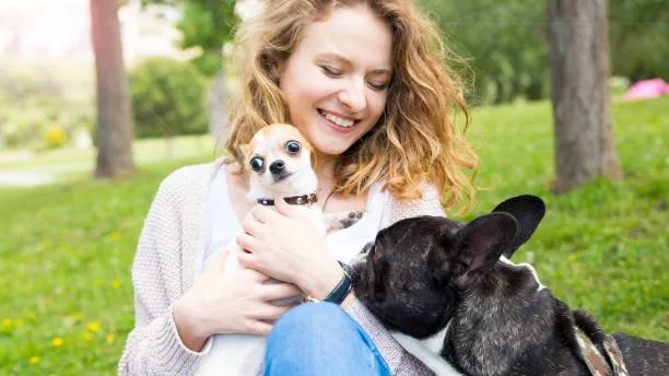 chihuahua yorkie poo mix Raise Mellow