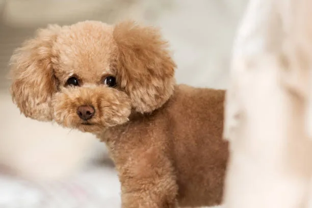  chihuahua yorkie poodle mix Suitability as a Pet