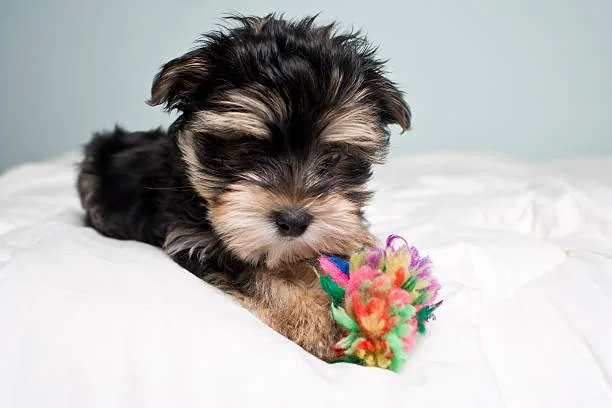  chihuahua yorkie terrier mix Imbibe Gourmet
