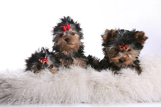  chihuahua/yorkie yorkshire terrier mix Satisfy Sensual