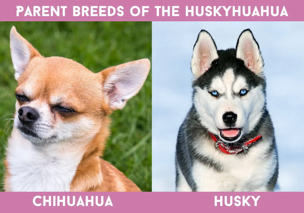parent breeds for chihuahua husky mix