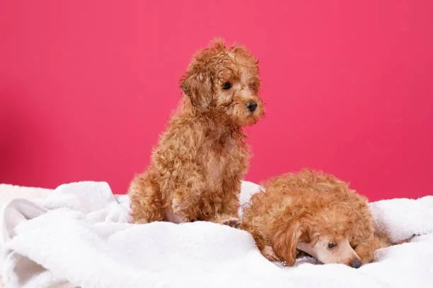  chiweenie chihuahua poodle mix Conclusion: Is the Chiweenie the Right Pet for You?